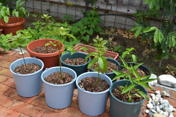 Little Mango and Avocado Trees